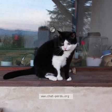 Photo de chat perdu à Etables