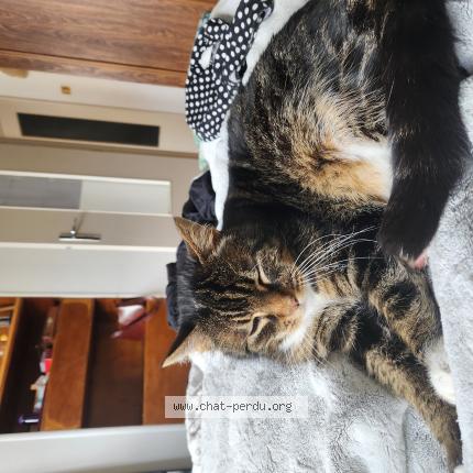 Photo de chat perdu à Strasbourg
