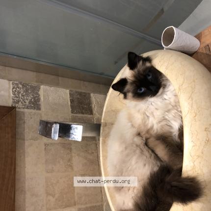 Photo 1/1 Vikki Chat perdu à Perros guirec