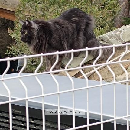 Photo 1/1 Chat retrouvé Perdu à Couffoulens