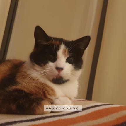 Photo 1/1 Chat retrouvé Perdu à Blace