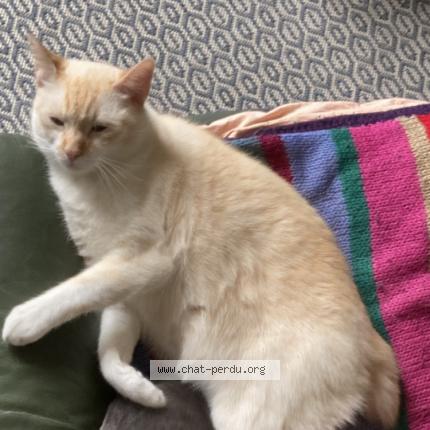 Photo 1/1 Bibou Chat perdu à Nantes