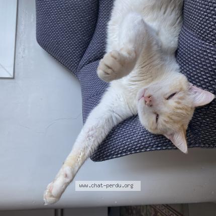 Photo de chat perdu à Beziers