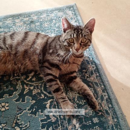 Photo 1/1 Chat retrouvé Perdu à Mont Saint Aignan