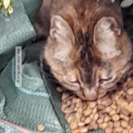 Photo de chat trouvé à Montauban 82000