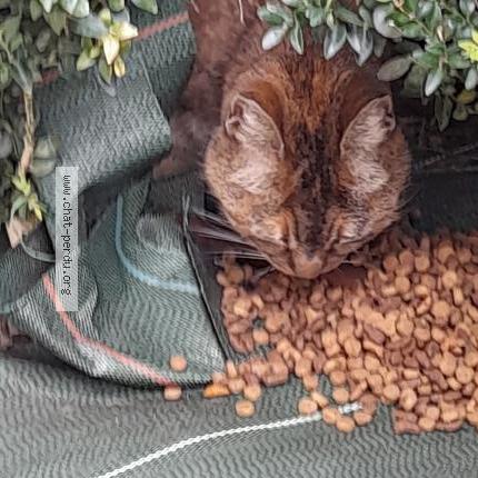 Photo 2/3 Chat retrouvé Trouvé à Montauban 82000