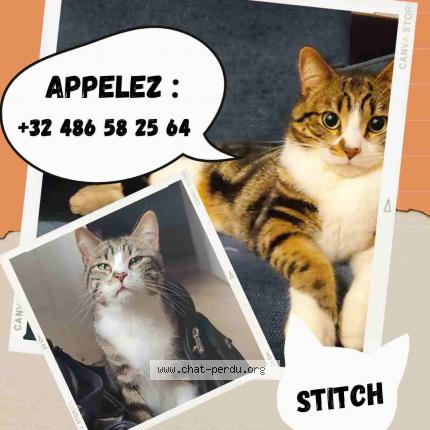 Photo 1/1 Stitch Chat perdu à Mont sur marchienne