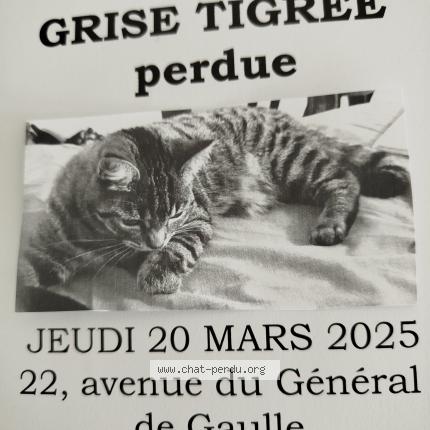 Photo 1/1 Chat retrouvé Perdu à Blagnac