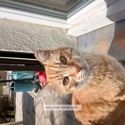 Photo de chat trouvé à Perigny Sur Yerres