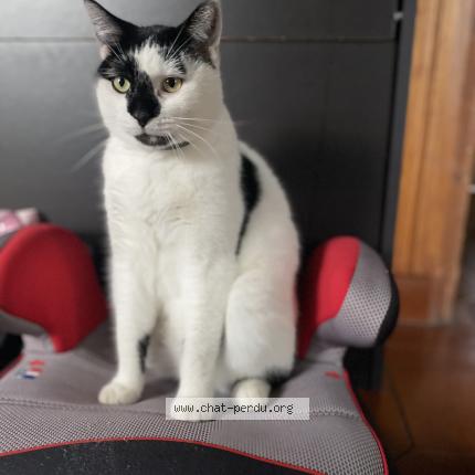 Photo 1/1 GRIBOUILLE Chat perdu à Vezin le coquet