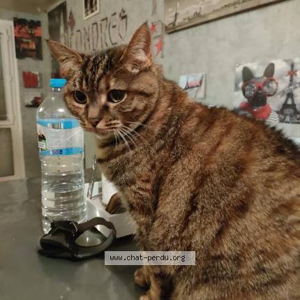 Photo 1/1 Guinness Chat perdu à Trappes