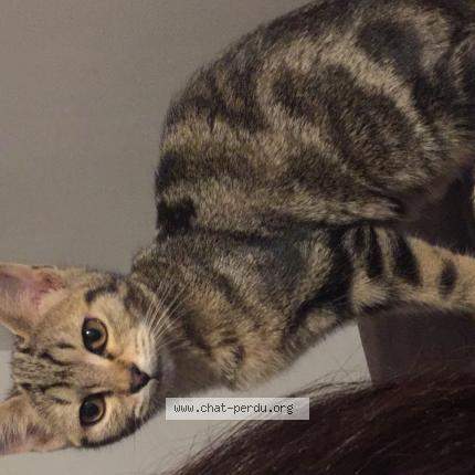 Photo 1/1 Chat retrouvé Perdu à Palaiseau