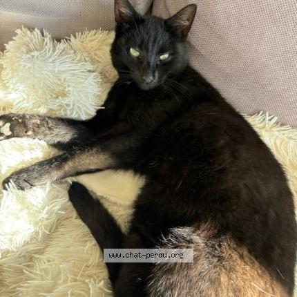 Photo 1/3 TIBOO Chat perdu à Serigne