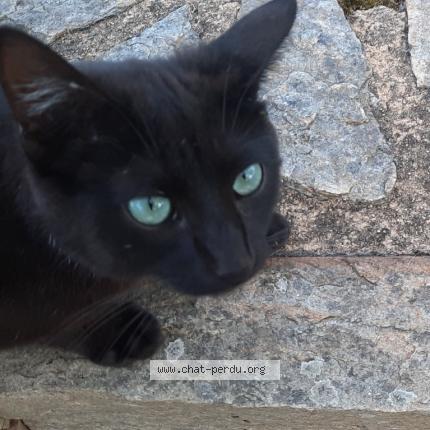 Photo 2/3 TIBOO Chat perdu à Serigne