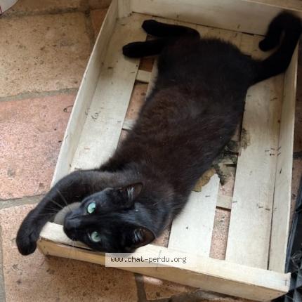 Photo 3/3 TIBOO Chat perdu à Serigne