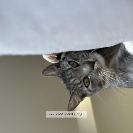 Photo 1/1 Wooky Chat perdu à Saint seunier sous avranches