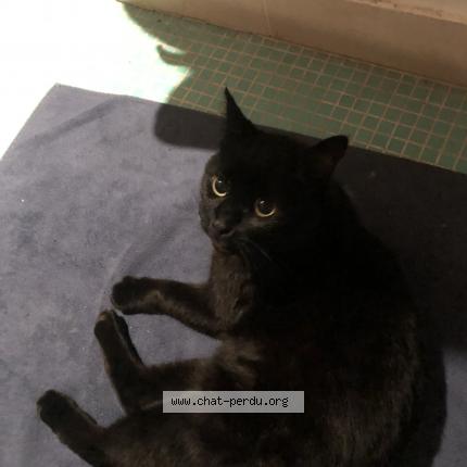 Photo 1/1 Chat retrouvé Perdu à Asnieres Sur Seine