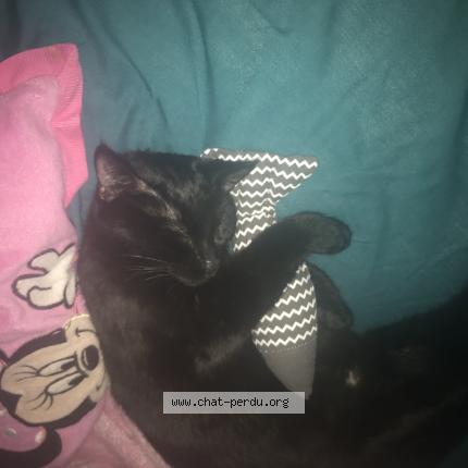 Photo de chat perdu à Lunel