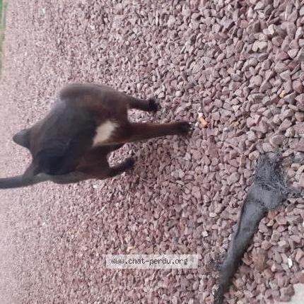Photo 1/3 Chat retrouvé Trouvé à Torigni Sur Vire