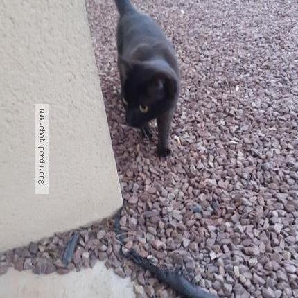 Photo 2/3 Chat retrouvé Trouvé à Torigni Sur Vire