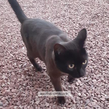 Photo 3/3 Chat retrouvé Trouvé à Torigni Sur Vire
