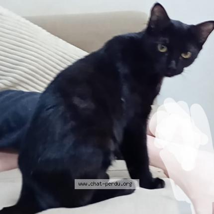 Photo de chat perdu à Claix