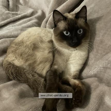 Photo 1/1 Chat retrouvé Perdu à Perpignan