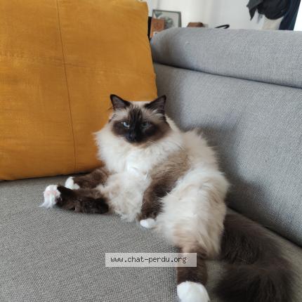 Photo de chat perdu à St Romain De Jalionas