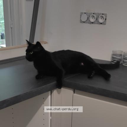 Photo de chat perdu à Pierres