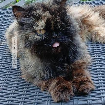 Photo 1/1 Chouby Chat perdu à Ormoy