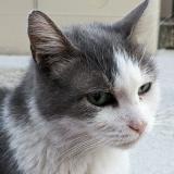Photo de chat perdu à Contes