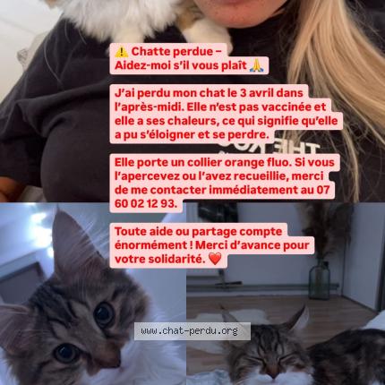 Photo 1/1 Nala Chat perdu à Rieulay