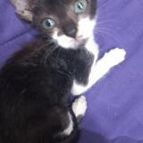 Photo de chat perdu à Quilmes