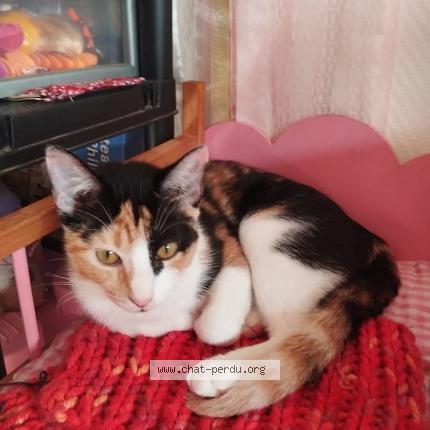 Photo 1/1 Nina Chat perdu à Molas