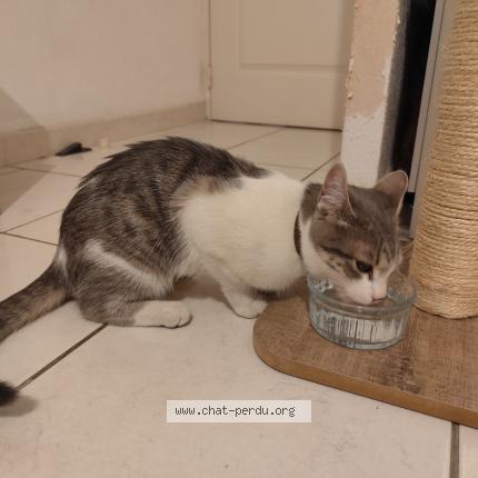 Photo de chat trouvé à Nimes
