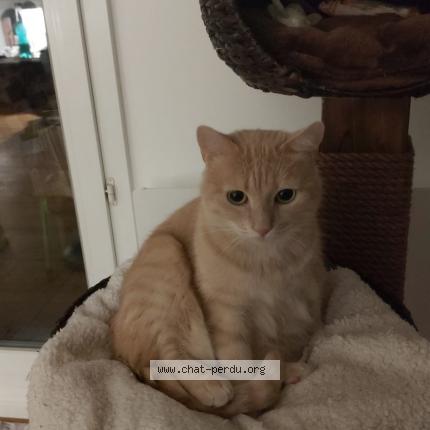 Photo de chat perdu à Ouistreham