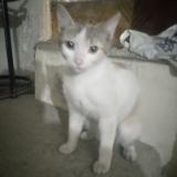 Photo de chat perdu à Peshawar