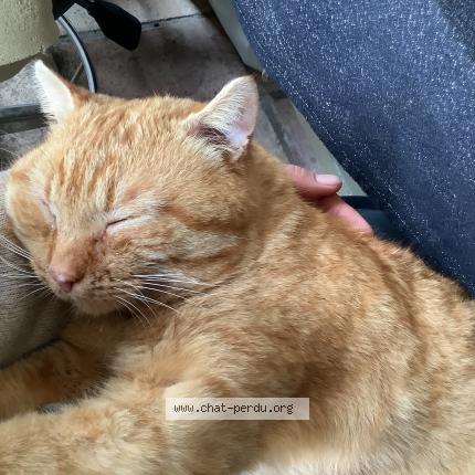 Photo de chat perdu à Mialet