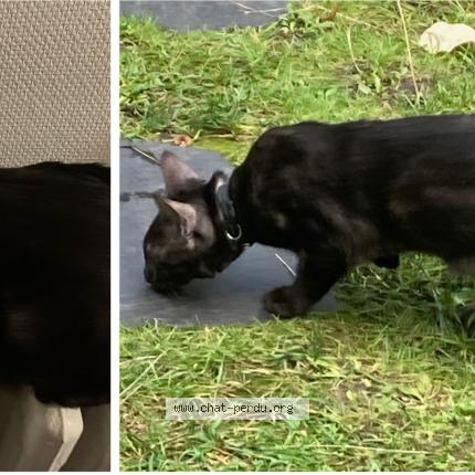Photo 1/2 Chat retrouvé Perdu à Rouen