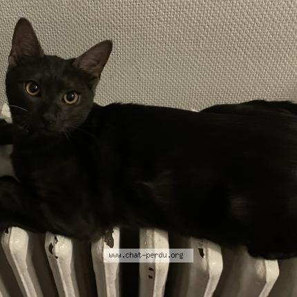 Photo 2/2 Chat retrouvé Perdu à Rouen