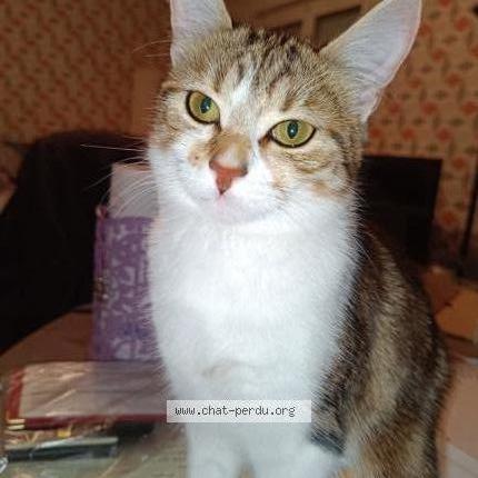 Photo 1/3 Minou Chat perdu à Limoges