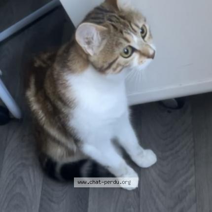 Photo 2/3 Minou Chat perdu à Limoges