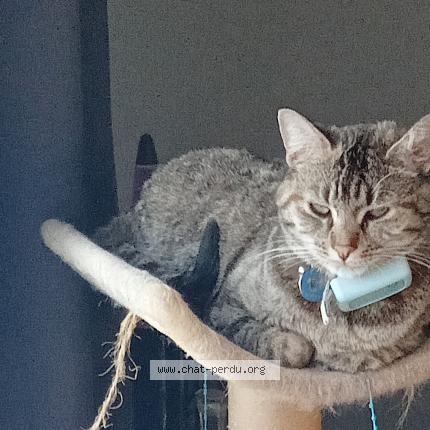 Photo 1/1 Chat retrouvé Perdu à Merpins