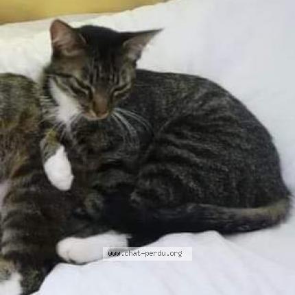 Photo 1/1 pipouche Chat perdu à Busserolles