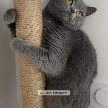 Photo 1/1 Mousse Chat perdu à Moulin les metz