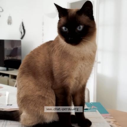 Photo 1/1 OXBOW Chat perdu à Nieul sur mer