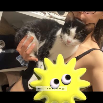 Photo de chat perdu à Bagnolet