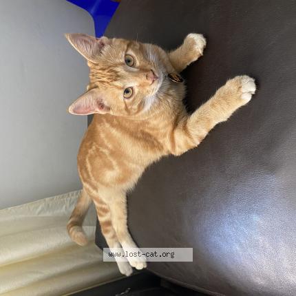 Photo 1/1 Pretzel Chat perdu à Pretoria