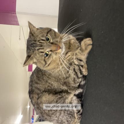 Photo 1/1 Chat trouvé Trouvé à Nimes