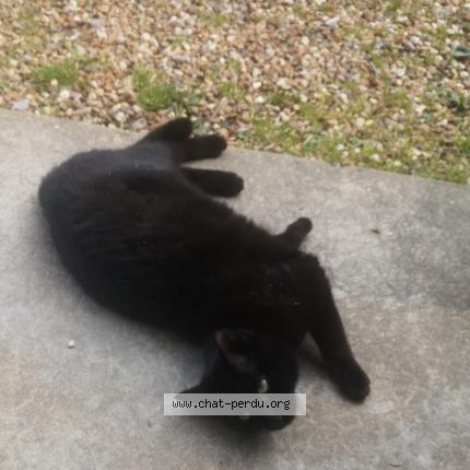 Photo 1/1 Salto Chat perdu à Pirmil